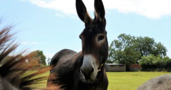The Donkey Sanctuary welcomes crucial new UK animal welfare law