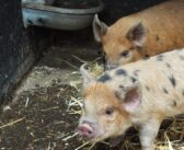 How Stonebridge City Farm is Improving the Wellbeing of their Community