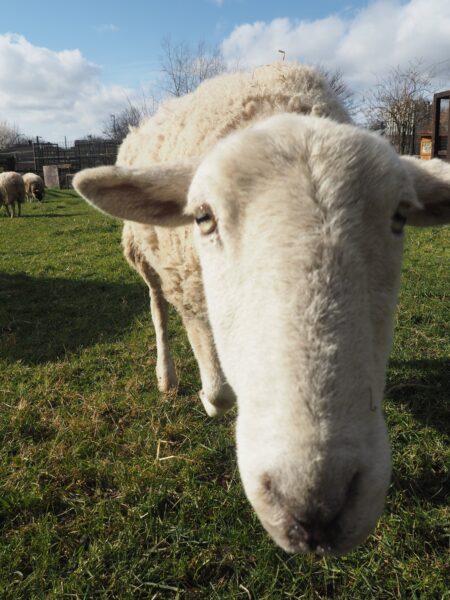 How Stonebridge City Farm is Improving the Wellbeing of their Community