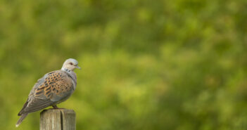 UK turtle dove survey warns of low numbers, but hope is on the horizon