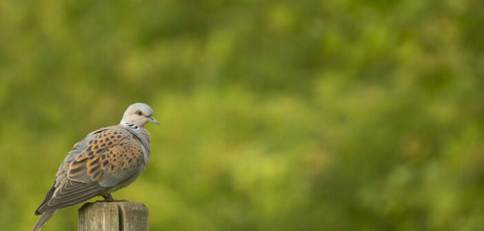 UK turtle dove survey warns of low numbers, but hope is on the horizon