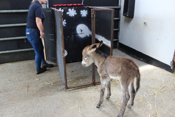 Pioneering feeding aid used for orphan foals