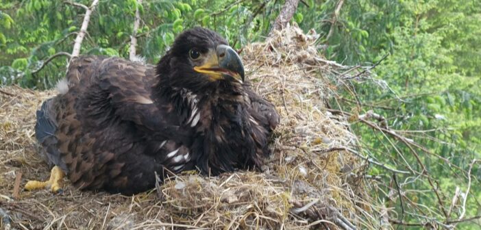 <strong>Iconic white-tailed eagles celebrate silver anniversary with 25<sup>th</sup> chick</strong>