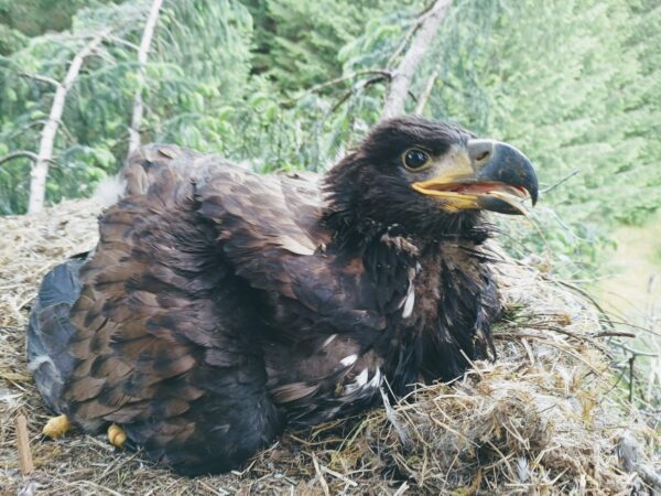 Iconic white-tailed eagles celebrate silver anniversary with 25th chick