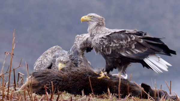Iconic white-tailed eagles celebrate silver anniversary with 25th chick