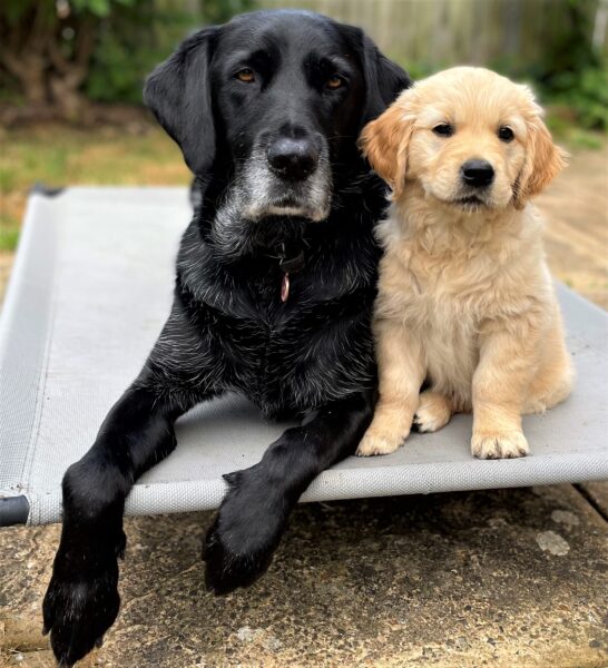 Nine-week-old Golden Retriever, Maddie joins Generation Pup