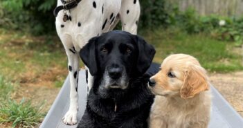 Nine-week-old Golden Retriever, Maddie joins Generation Pup