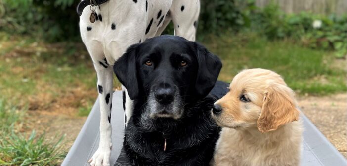 Nine-week-old Golden Retriever joins Generation Pup  
