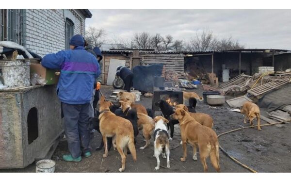 DogsnHomes Rescue joins forces with Ukrainian War Animals Relief Fund to Support a Million DOGS and CATS in Ukraine Left Behind During the War