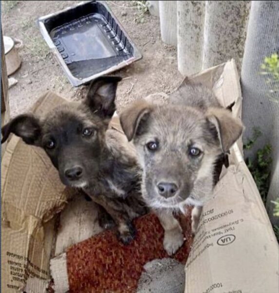 DogsnHomes Rescue joins forces with Ukrainian War Animals Relief Fund to Support a Million DOGS and CATS in Ukraine Left Behind During the War