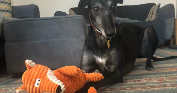 Volunteers help former racing Greyhound to finally find forever home after 18-months