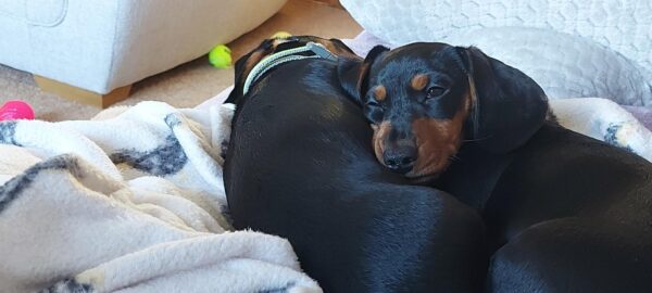 Dachshund puppy becomes 7000th pup on dog welfare study